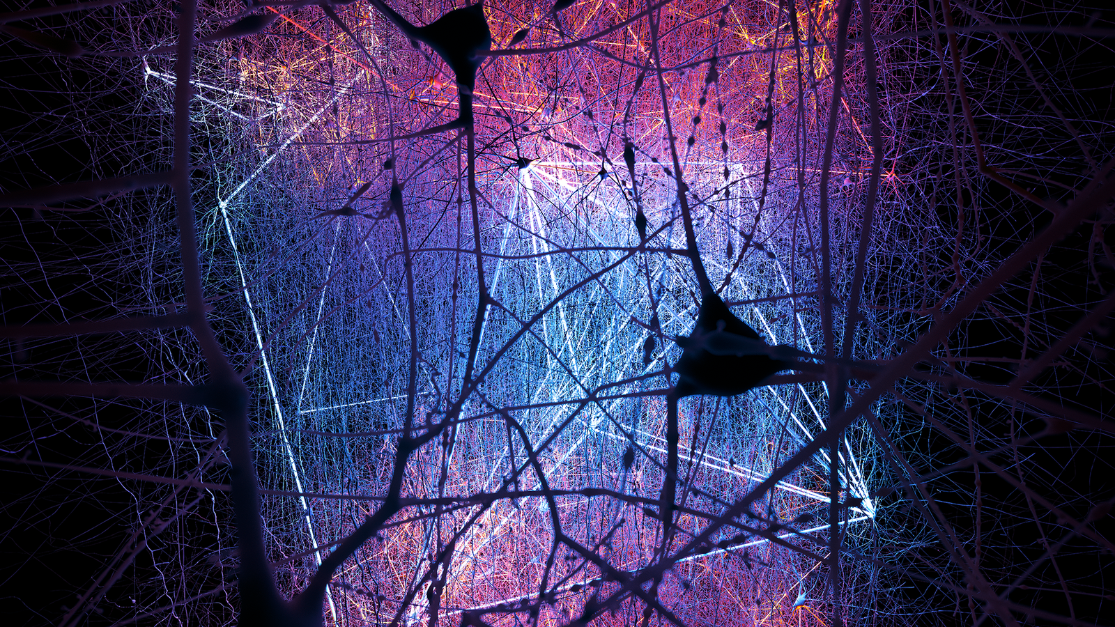 2020 21 topological insights neuroscience image hess.2019.02.27